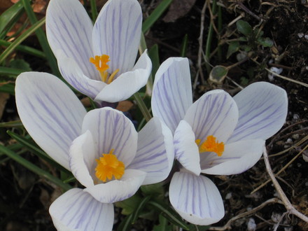 crocus (Crocus vernus (Dutch crocus))