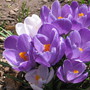 crocus (Crocus vernus (Dutch crocus))