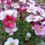 A garden flower photo