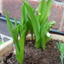 A garden flower photo