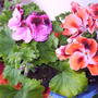 2_together_pelargonium.jpg