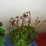 new_plant_saxifrage.jpg