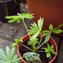 new_plant_lupin_gallery_yellow.jpg