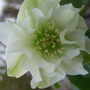 New Double Hellebore (Helleborus orientalis (Lenten rose))