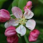 Apple Blossom time in my garden