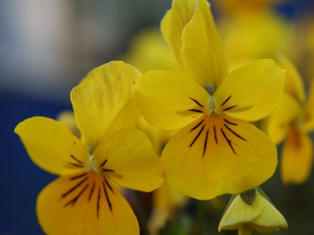 Plant Portraits - In My Garden