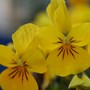 Plant Portraits - In My Garden