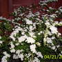 bridal wreath