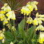 cowslip