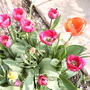 Mixed tulips