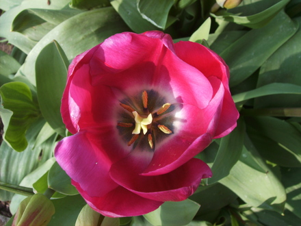 Purple tulip