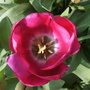 Purple tulip