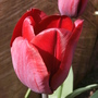 Red Tulip