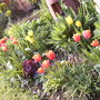 Island bed Spring 2008