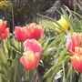 Closeup of orange tulips in island bed