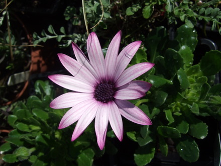 Osteospermum 'Cannington Roy' (Osteospermum 'Cannington Roy')