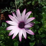Osteospermum 'Cannington Roy' (Osteospermum 'Cannington Roy')