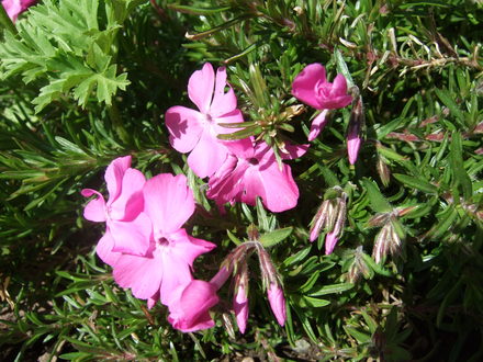 Phlox subulata (Phlox subulata (Moss Phlox))