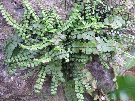Adiantum aleuticum (Adiantum aleuticum)
