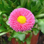 English Daisy Bellis perennis closer (Bellis perennis "Rominette Mix")