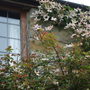 Clematis_montana_round_window