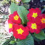 red_primrose.jpg