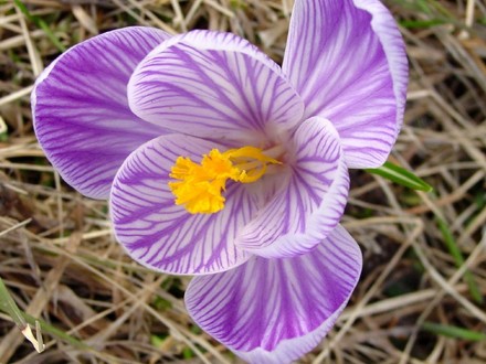 Crocus
