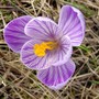 Crocus