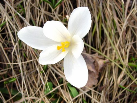 Crocus
