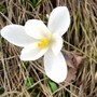 Crocus2