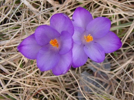 crocus