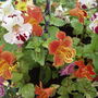Mimulus ("Monkey Flower") var. "Magic Rainbow"