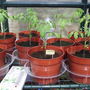 Tomato "Tornado"  23.4.08