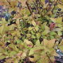 Spiraea japonica "Gold Flame"