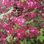 Flowering Red Currant (Ribes sanguinem)