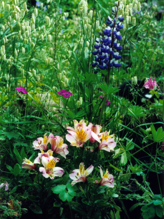 Alstroemeria and Lupin (Alstroemeria'Little Miss Rosanna' , Lupinus)