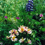 Alstroemeria_and_lupin