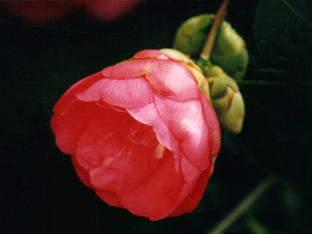 Camellia