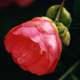 Camellia