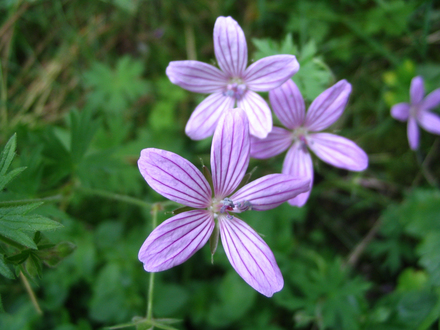 Geranium asphodeloides'Prince Regent' (Geranium asphodeloides 'Prince Regent')