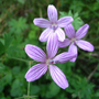 Geranium_asphodeloides_prince_regent_