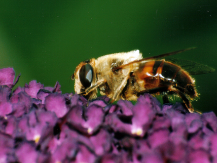 Honey Bee on Buddleia