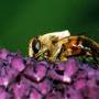 Honey Bee on Buddleia