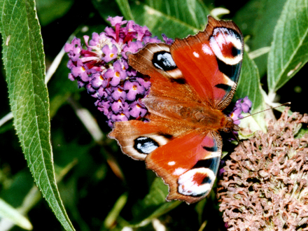 Peacock butterfly on Buddleia