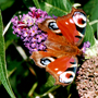 Peacock butterfly on Buddleia