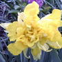 Double Daffodil (Narcissus)