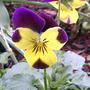Violas 'Lemon swirl' (Viola 'Lemon Swirl')