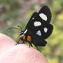 Eight-spotted Forester on my Hand