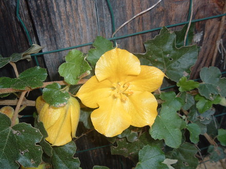fremontodendron californicum