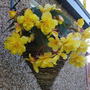 Begonias_2007_rotated